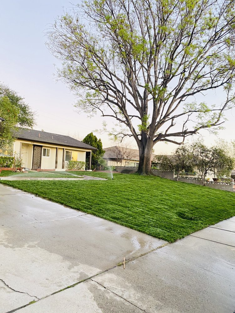 Tree trimming project by Juan's Gardening Service